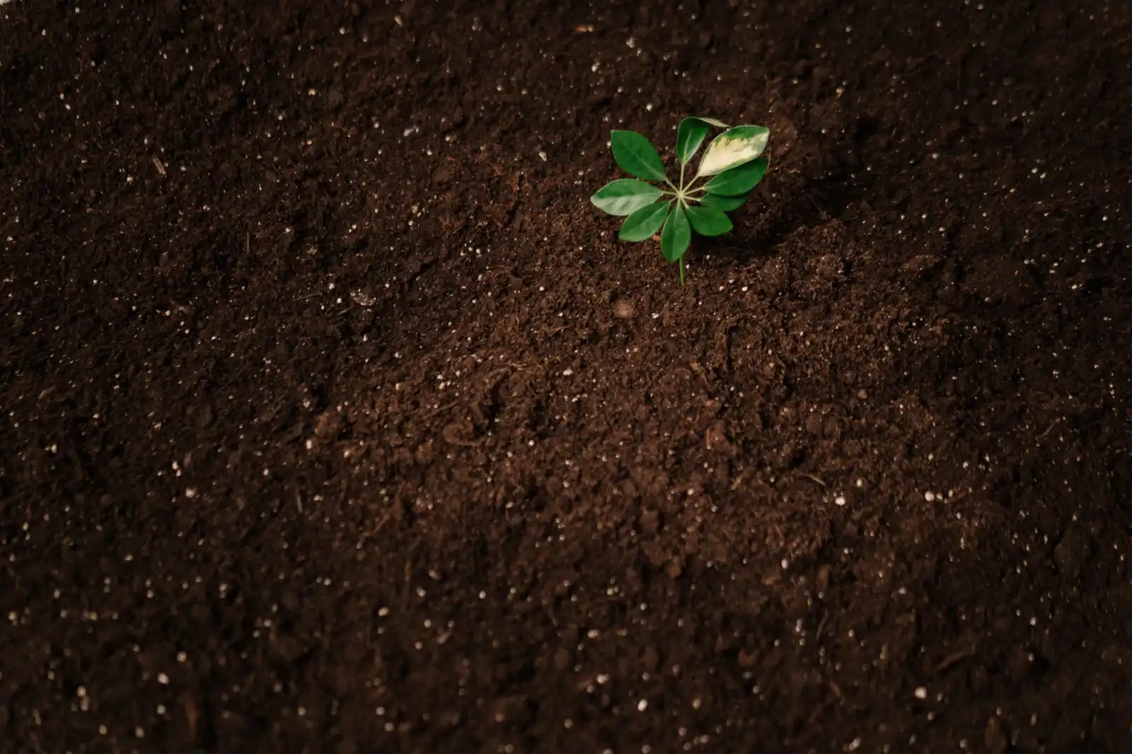 数字艺术展项在文博展览中的创新应用与趋势分析